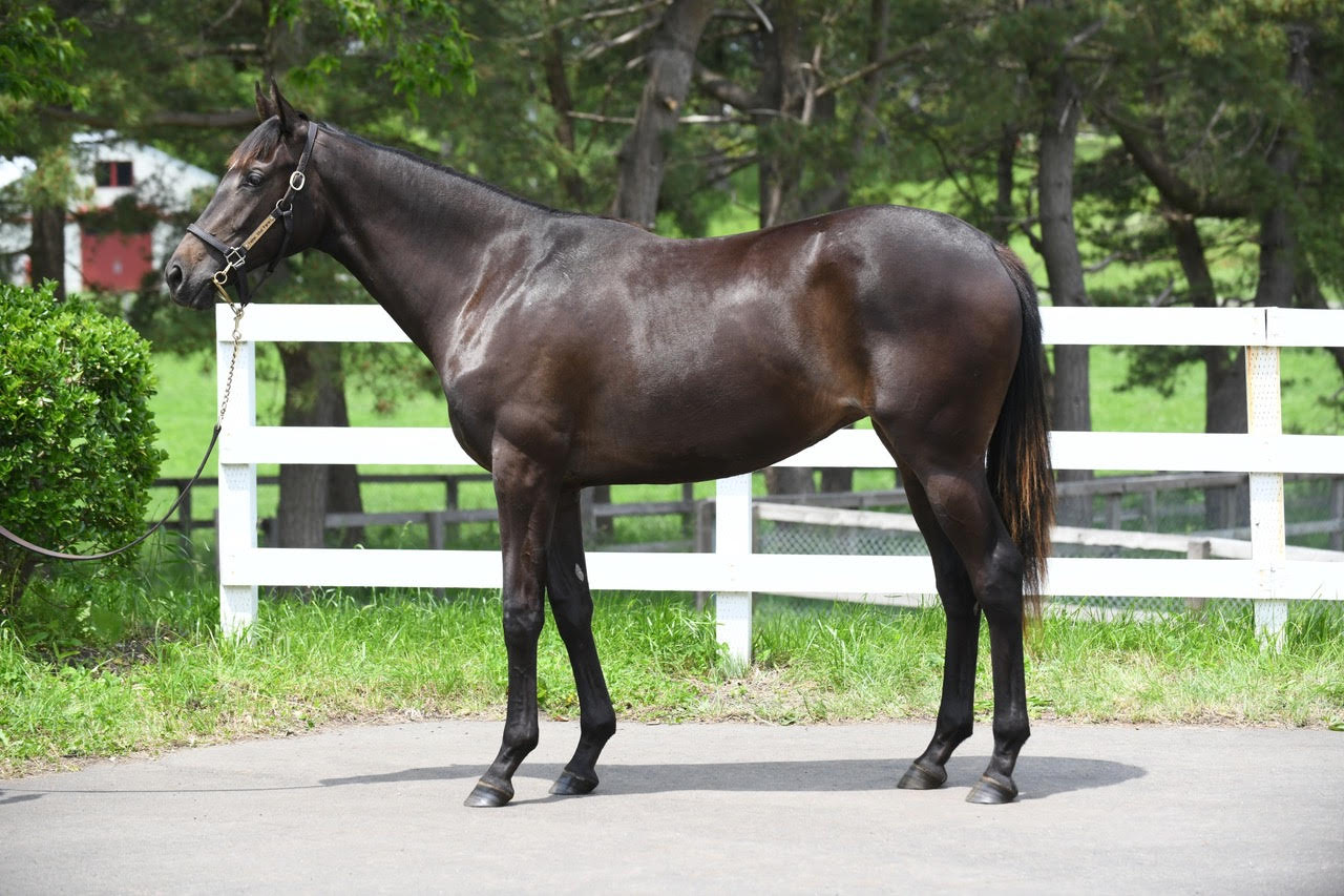 Sale Taihei Stud Farm Breeding Race Horses